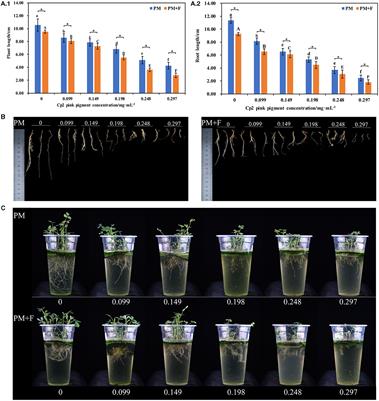 The determination of the biological function of bacterial pink pigment and Fusarium chlamydosporum on alfalfa (Medicago sativa L.)